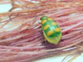Pragas - Larva-alfinete, Diabrotica speciosa 